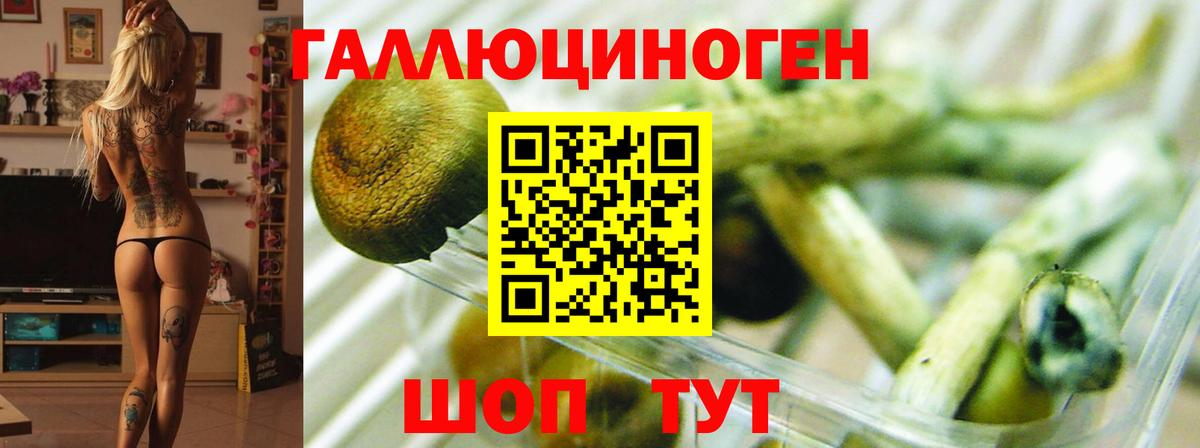 Псилоцибиновые грибы Cubensis Балашов